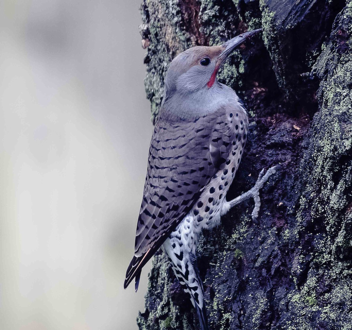 Northern Flicker - ML628074000