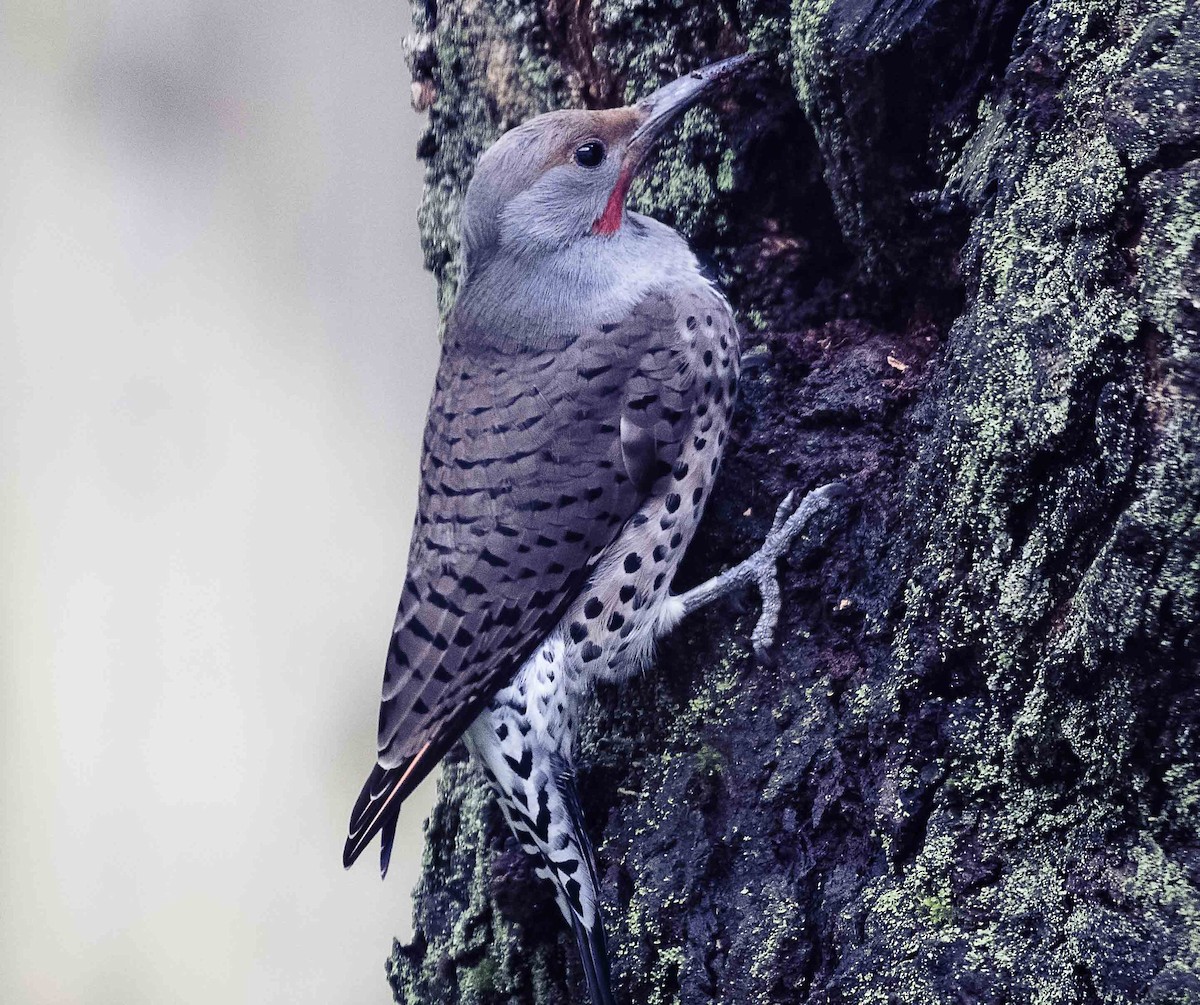 Northern Flicker - ML628074006