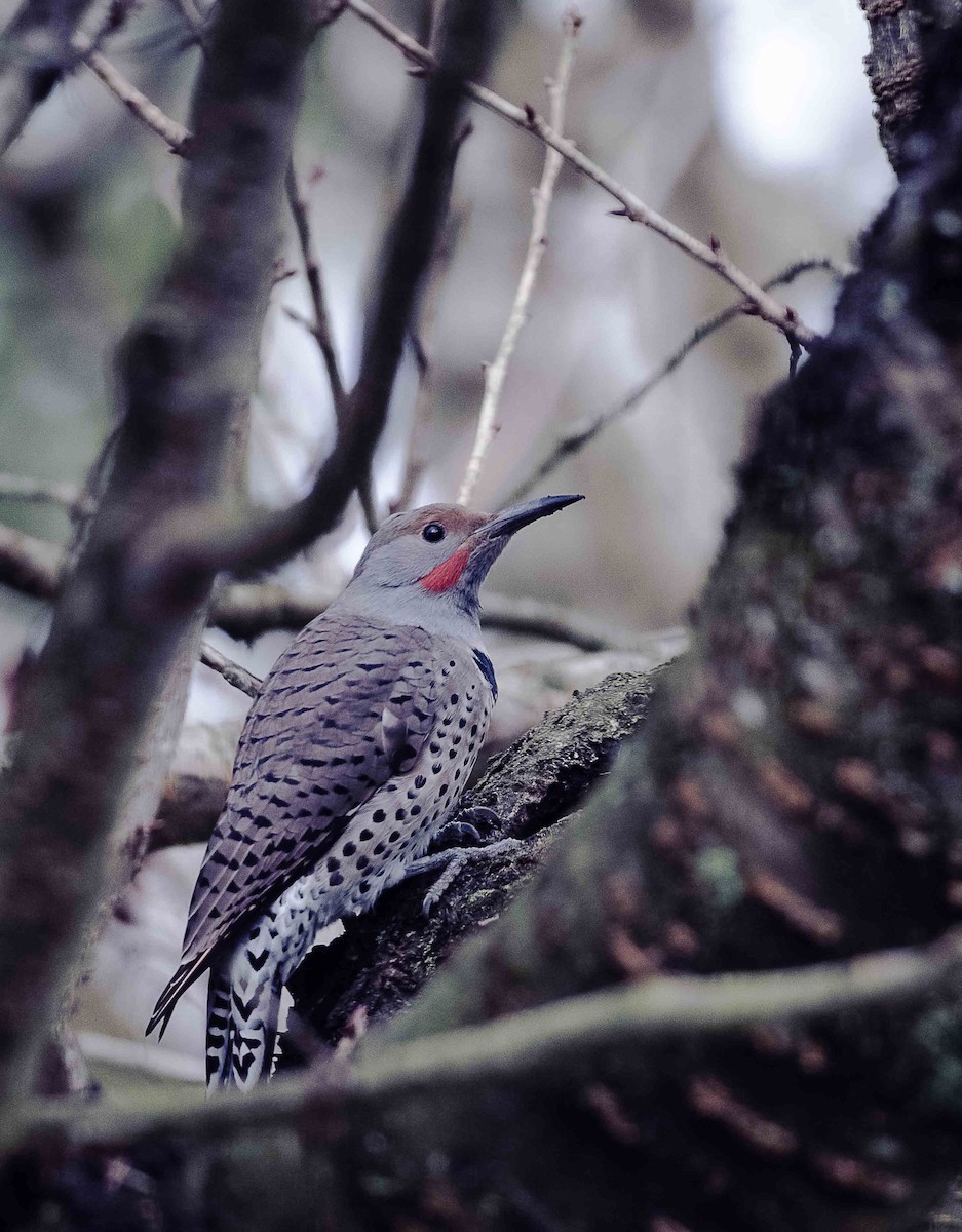 Northern Flicker - ML628074009