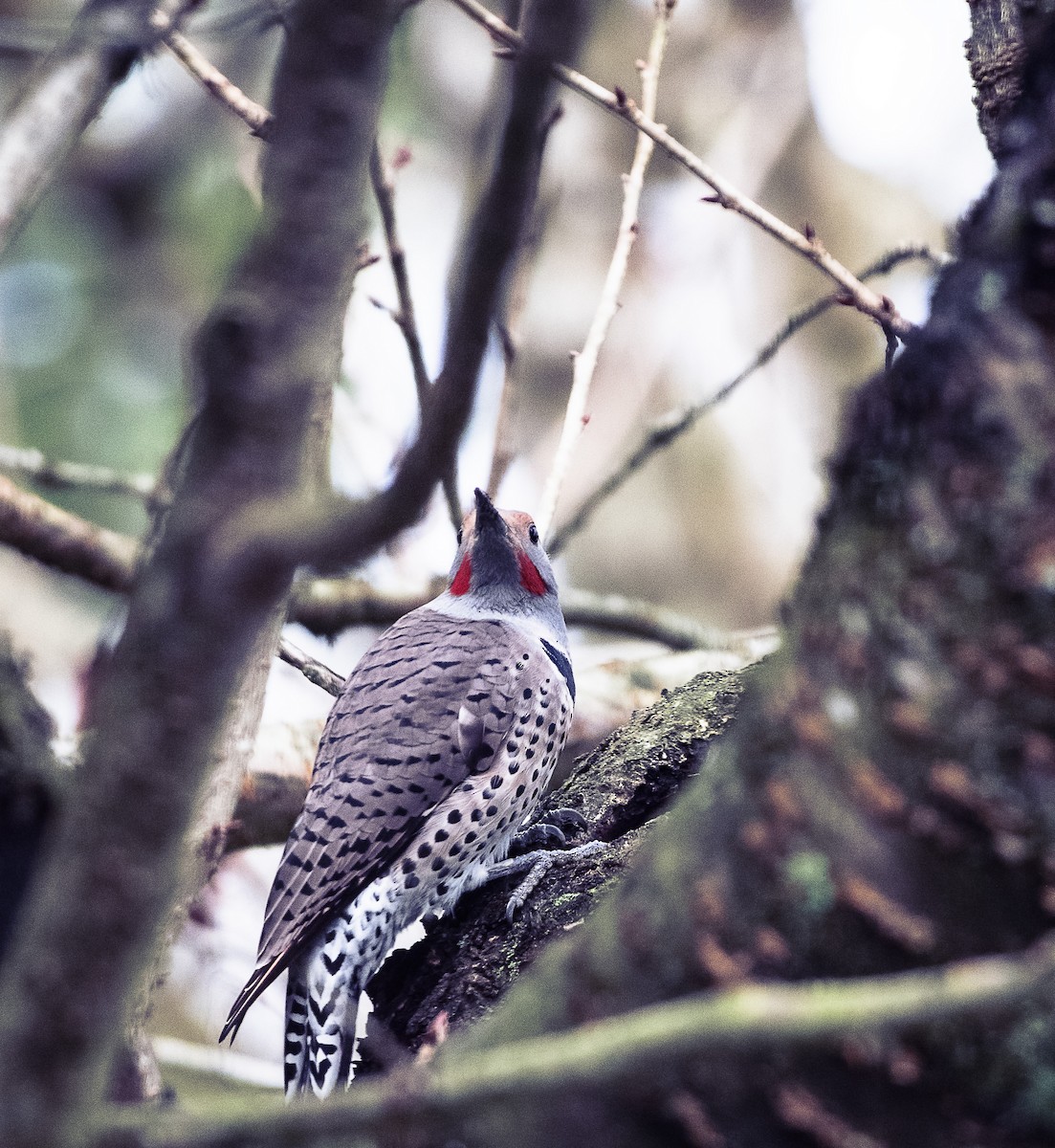 Northern Flicker - ML628074024