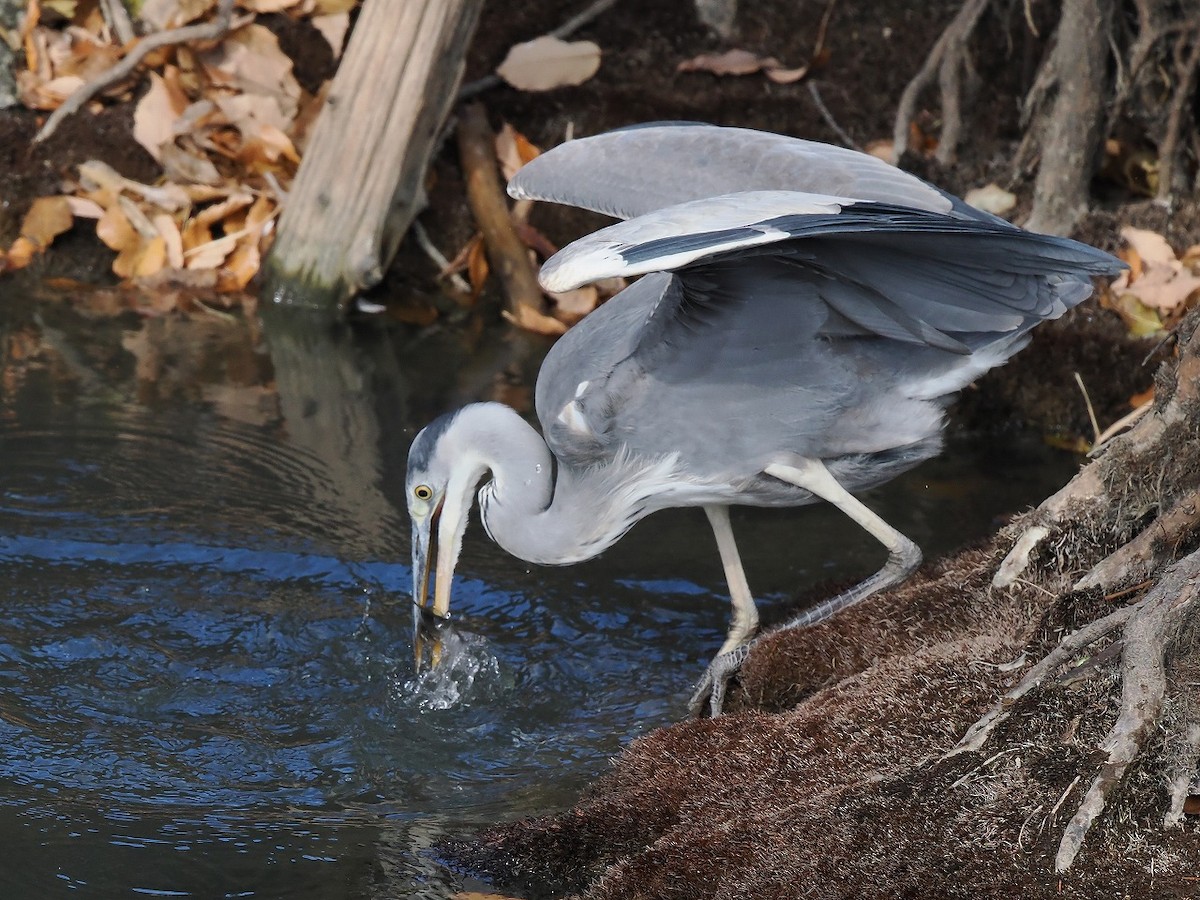 Gray Heron - ML628074130