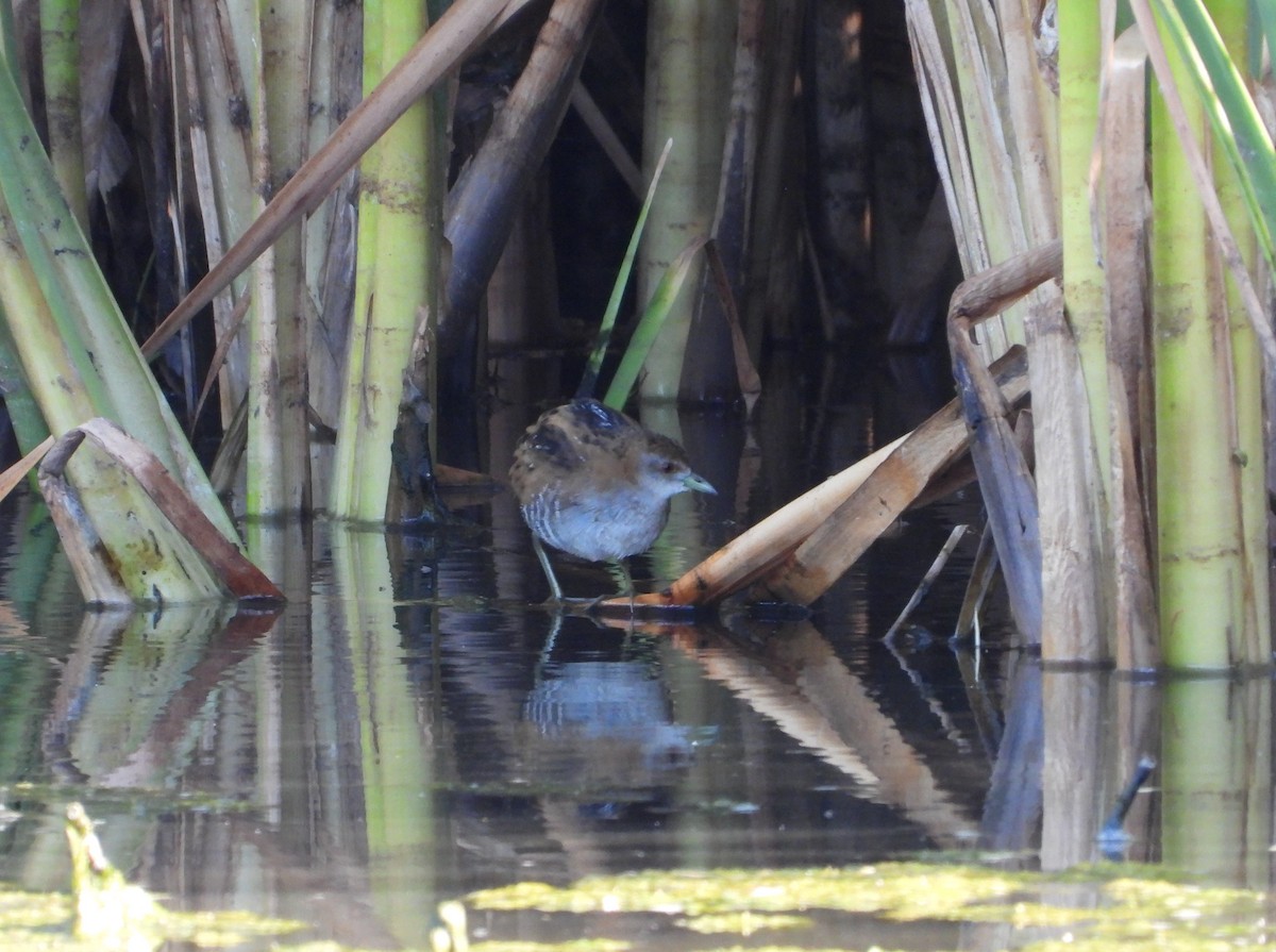 Baillon's Crake - ML628074131