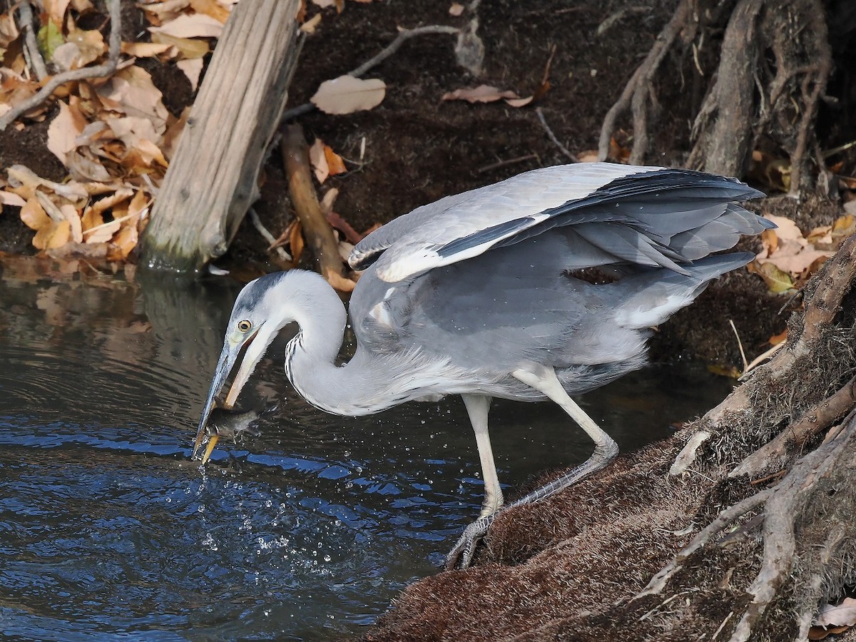 Gray Heron - ML628074132