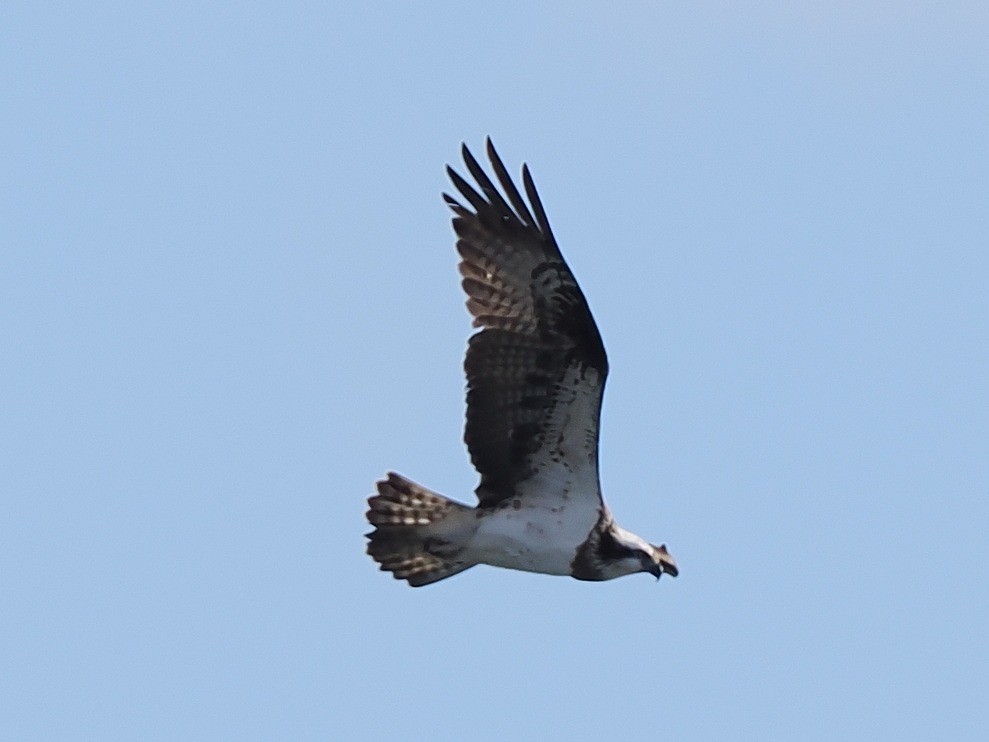 Osprey - ML628074133