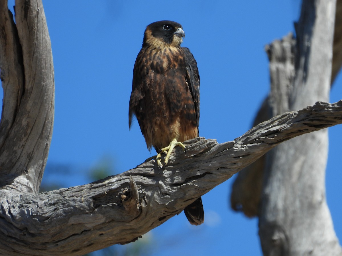 Australian Hobby - ML628074134