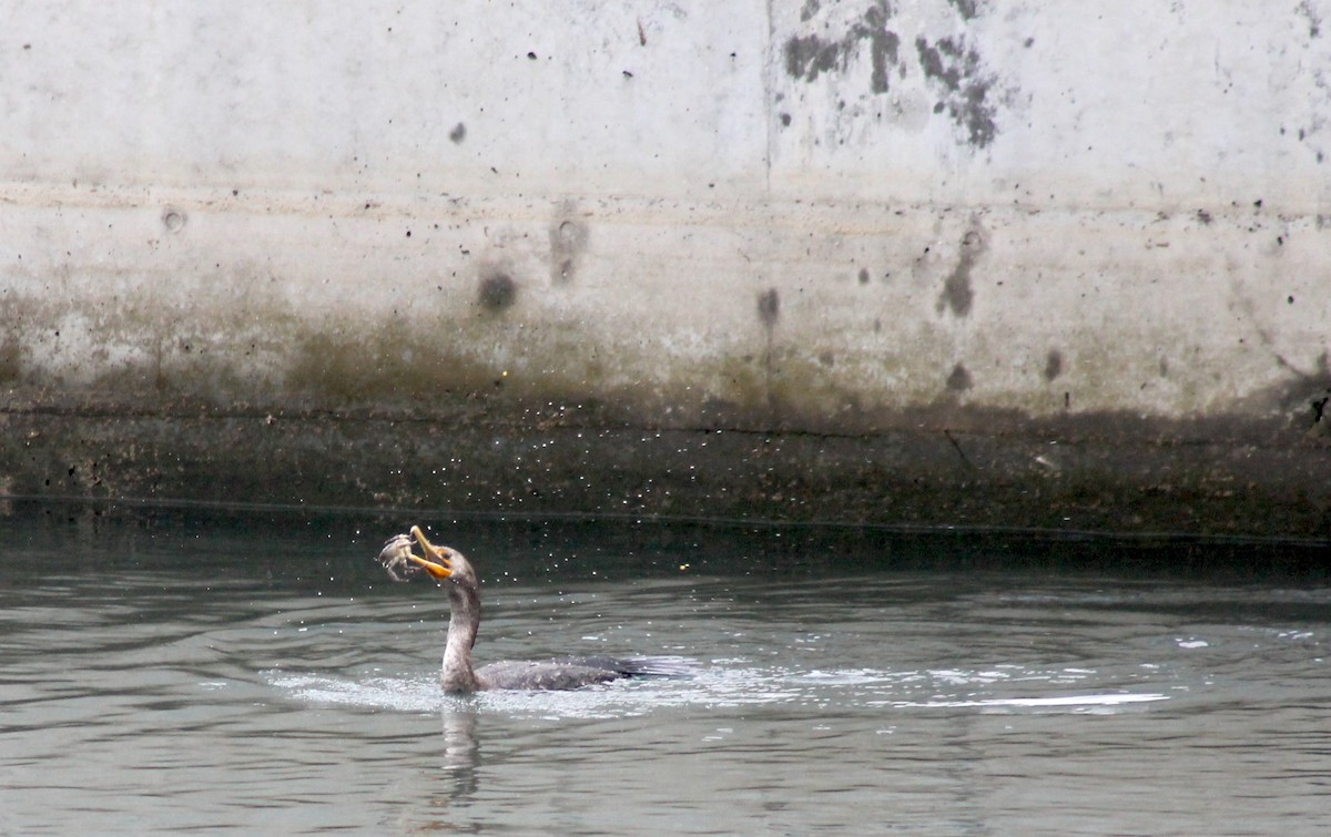 Double-crested Cormorant - ML628074135