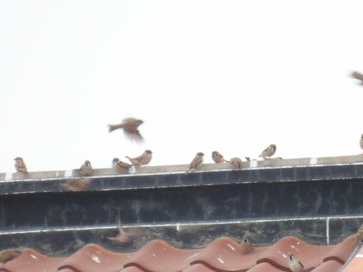 Eurasian Tree Sparrow - ML628074137