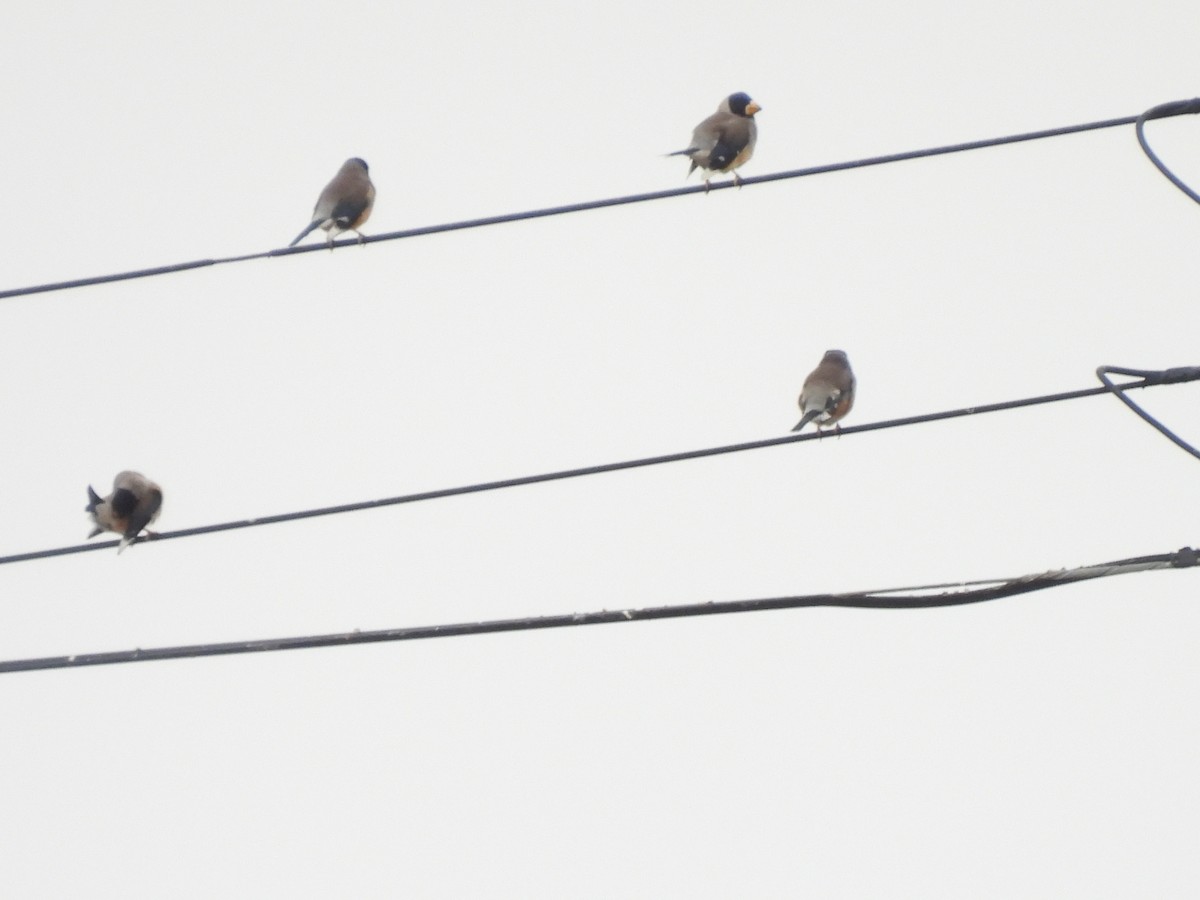 Yellow-billed Grosbeak - ML628074139