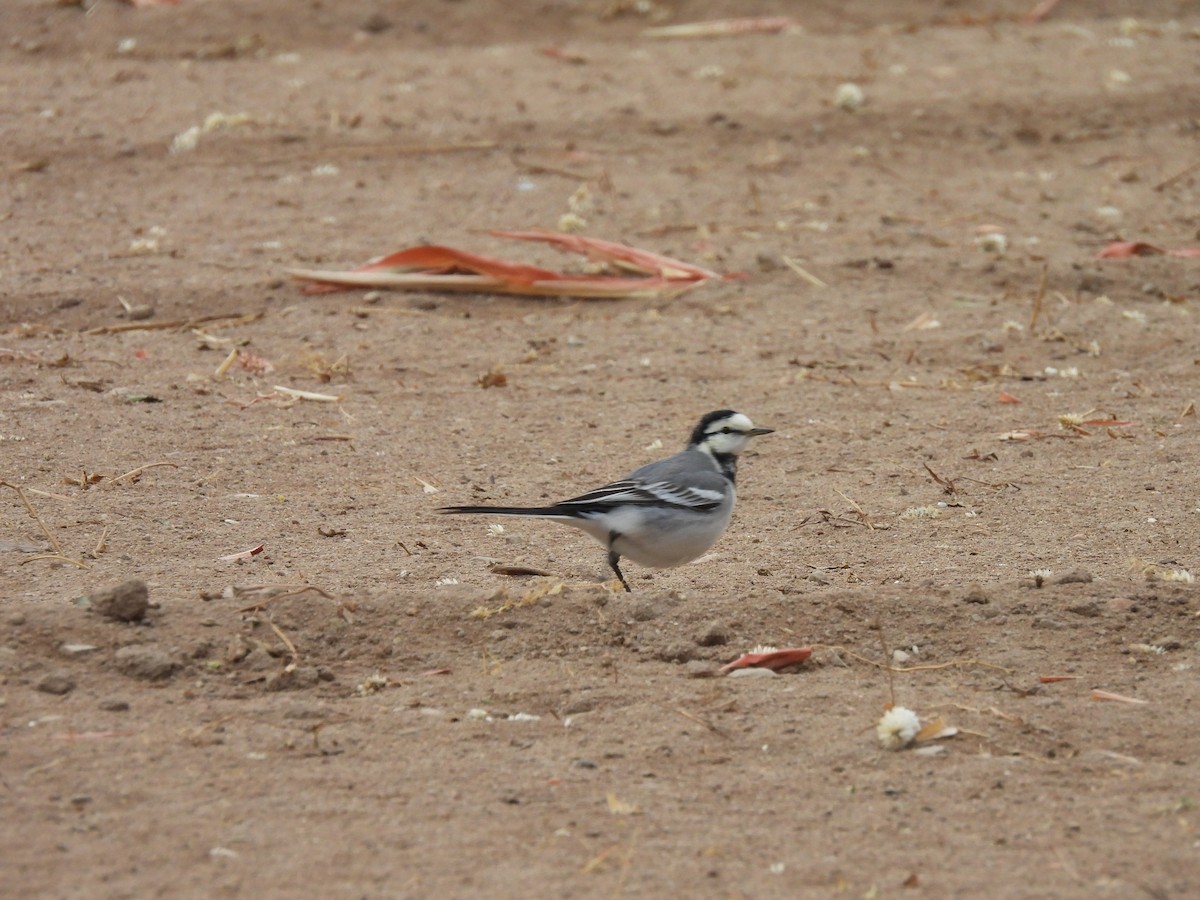 White Wagtail (ocularis) - ML628074143