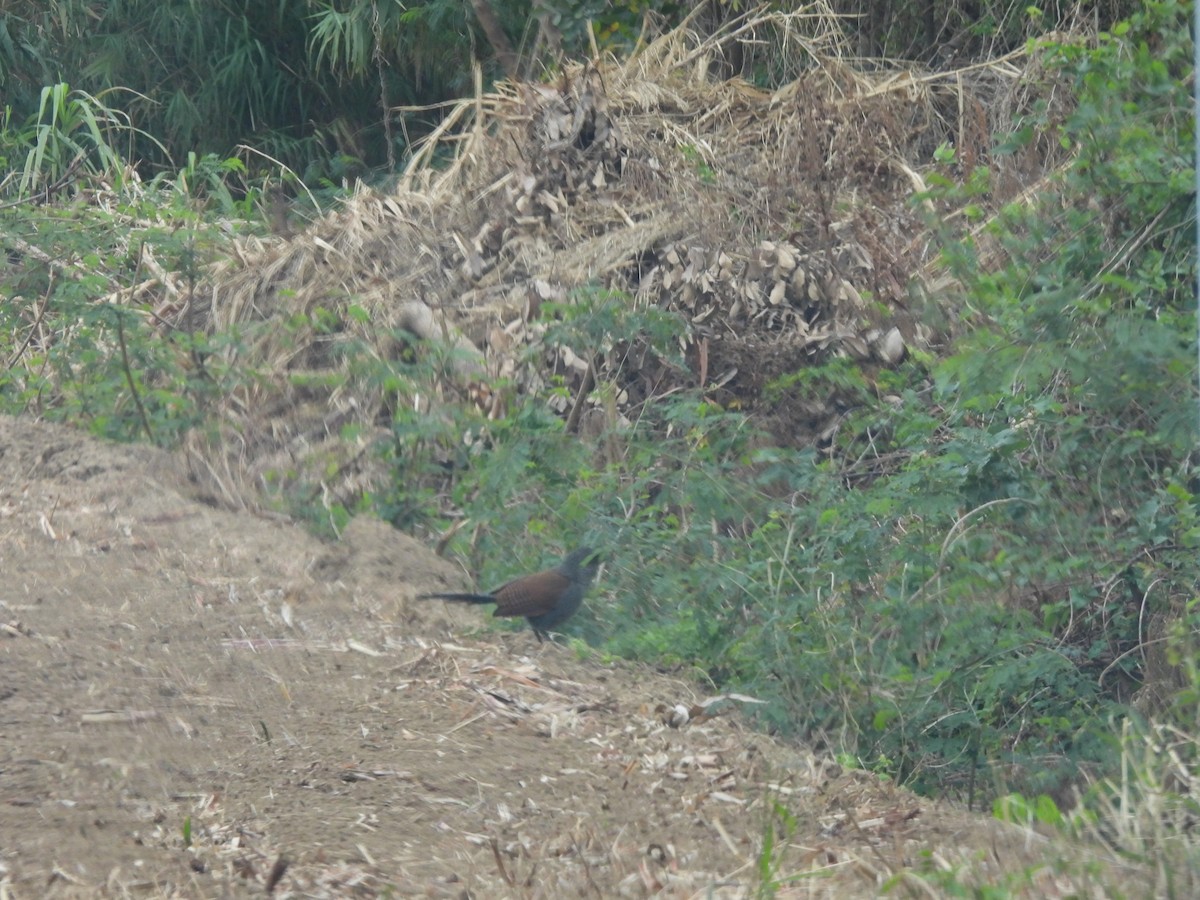 Greater Coucal - ML628074145