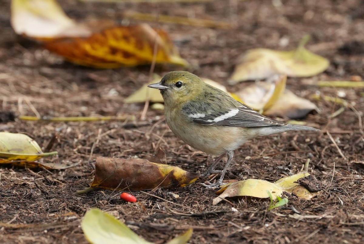 Bay-breasted Warbler - ML628074146