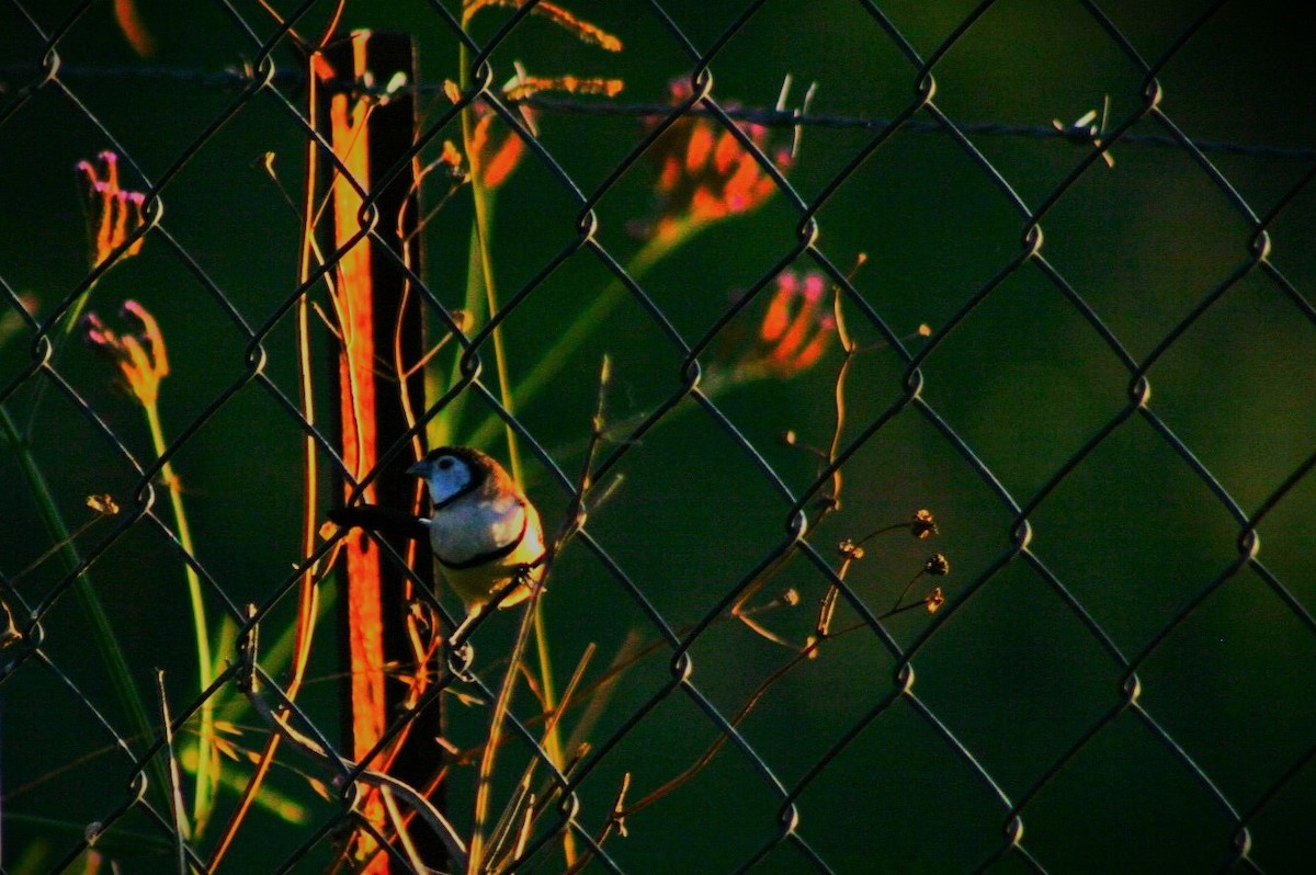 Double-barred Finch - ML628074148