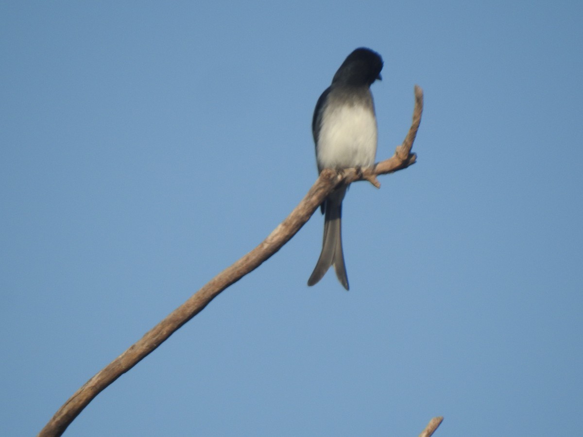 White-bellied Drongo - ML628074150