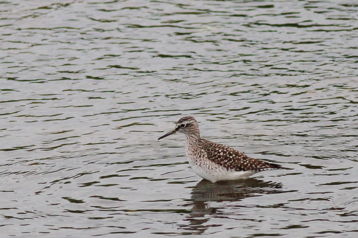 Wood Sandpiper - ML628074153