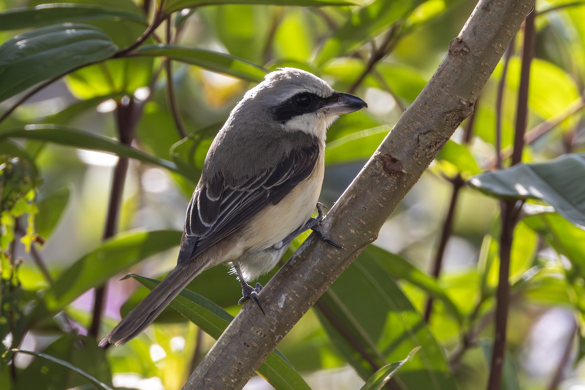 Brown Shrike (Philippine) - ML628074154