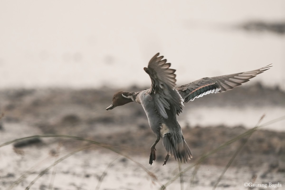 Northern Pintail - ML628074155