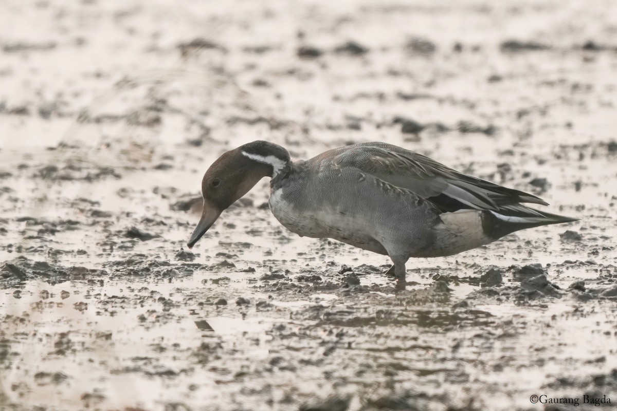 Northern Pintail - ML628074156