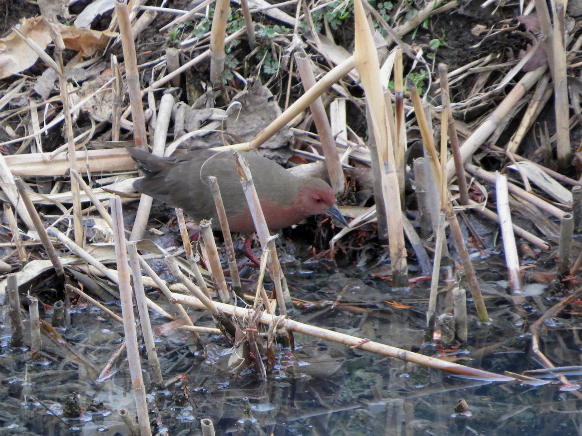 Ruddy-breasted Crake - ML628074165