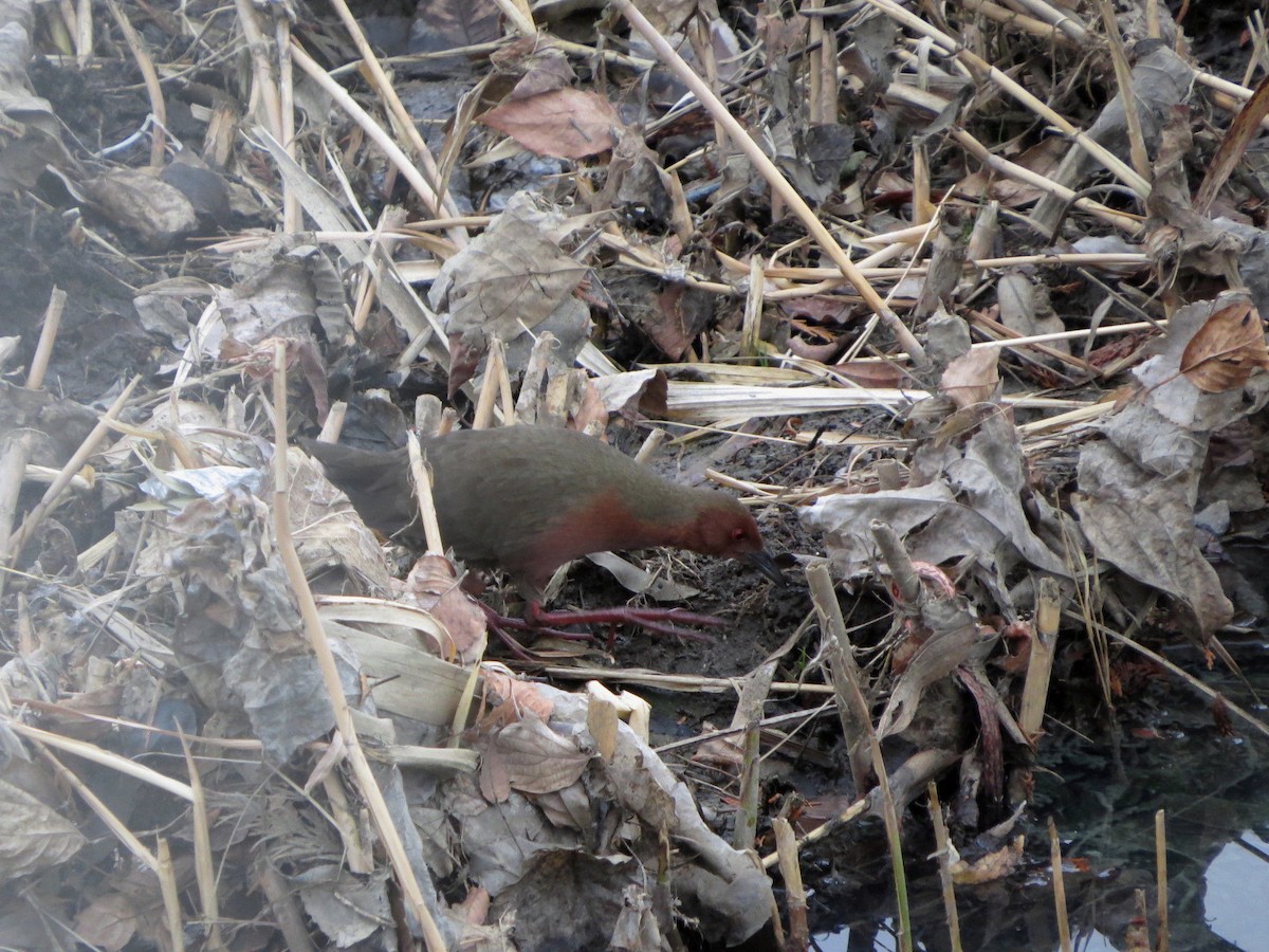 Ruddy-breasted Crake - ML628074166