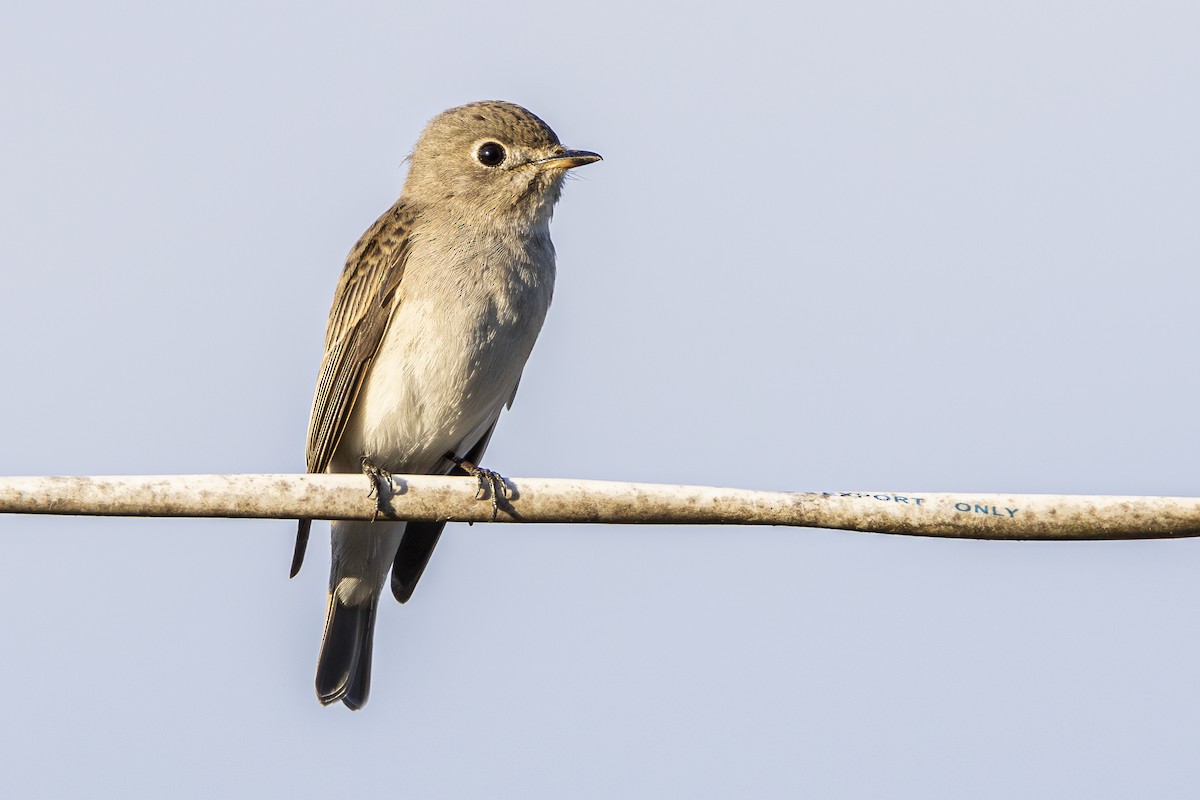 Asian Brown Flycatcher - ML628074167