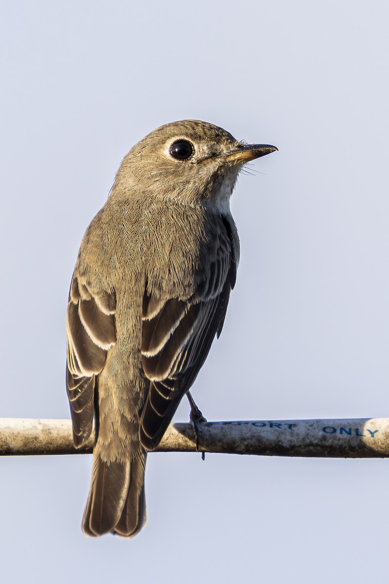 Asian Brown Flycatcher - ML628074168