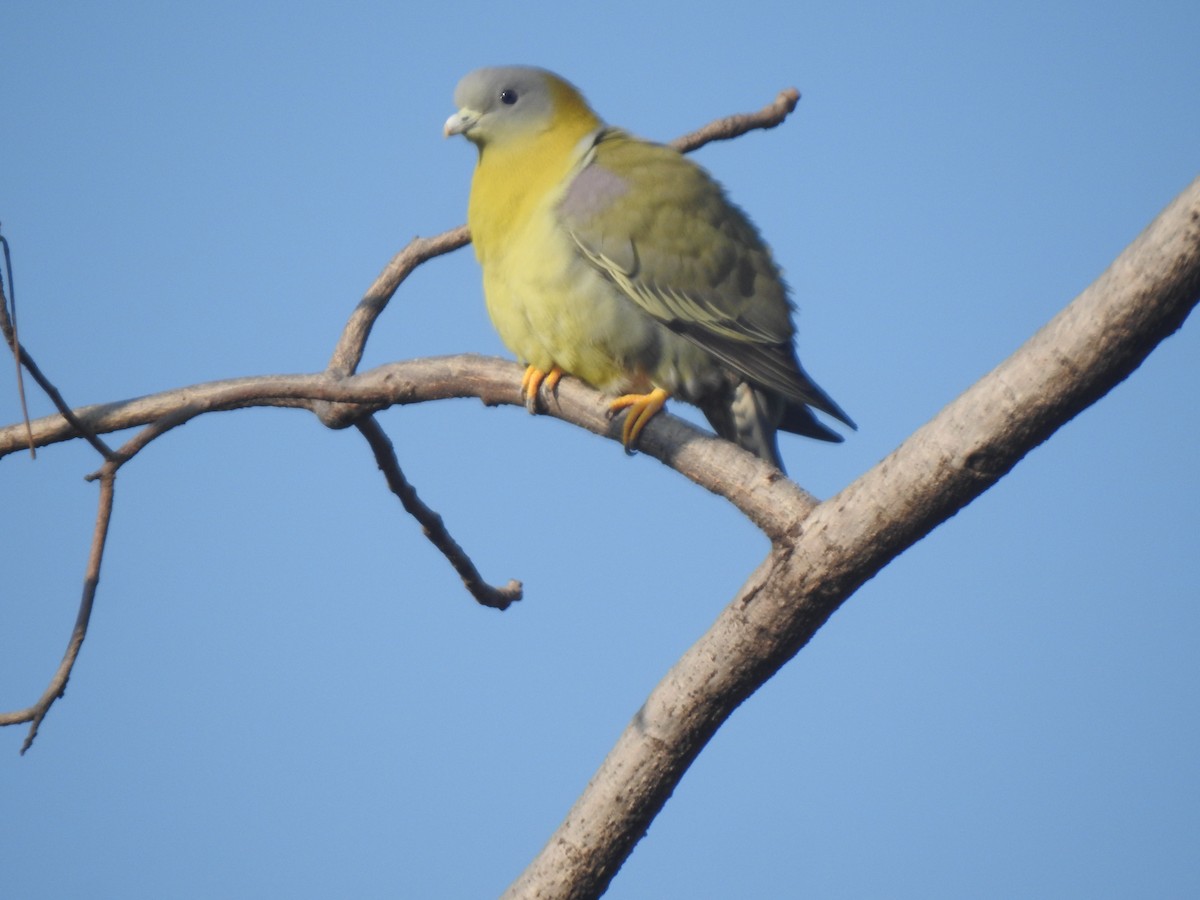 Yellow-footed Green-Pigeon - ML628074169