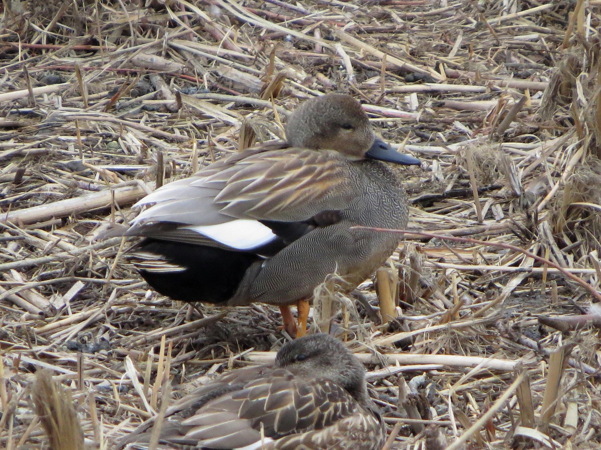 Gadwall - ML628074170