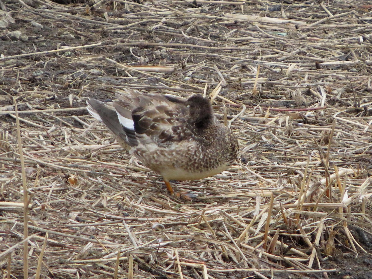 Gadwall - ML628074171