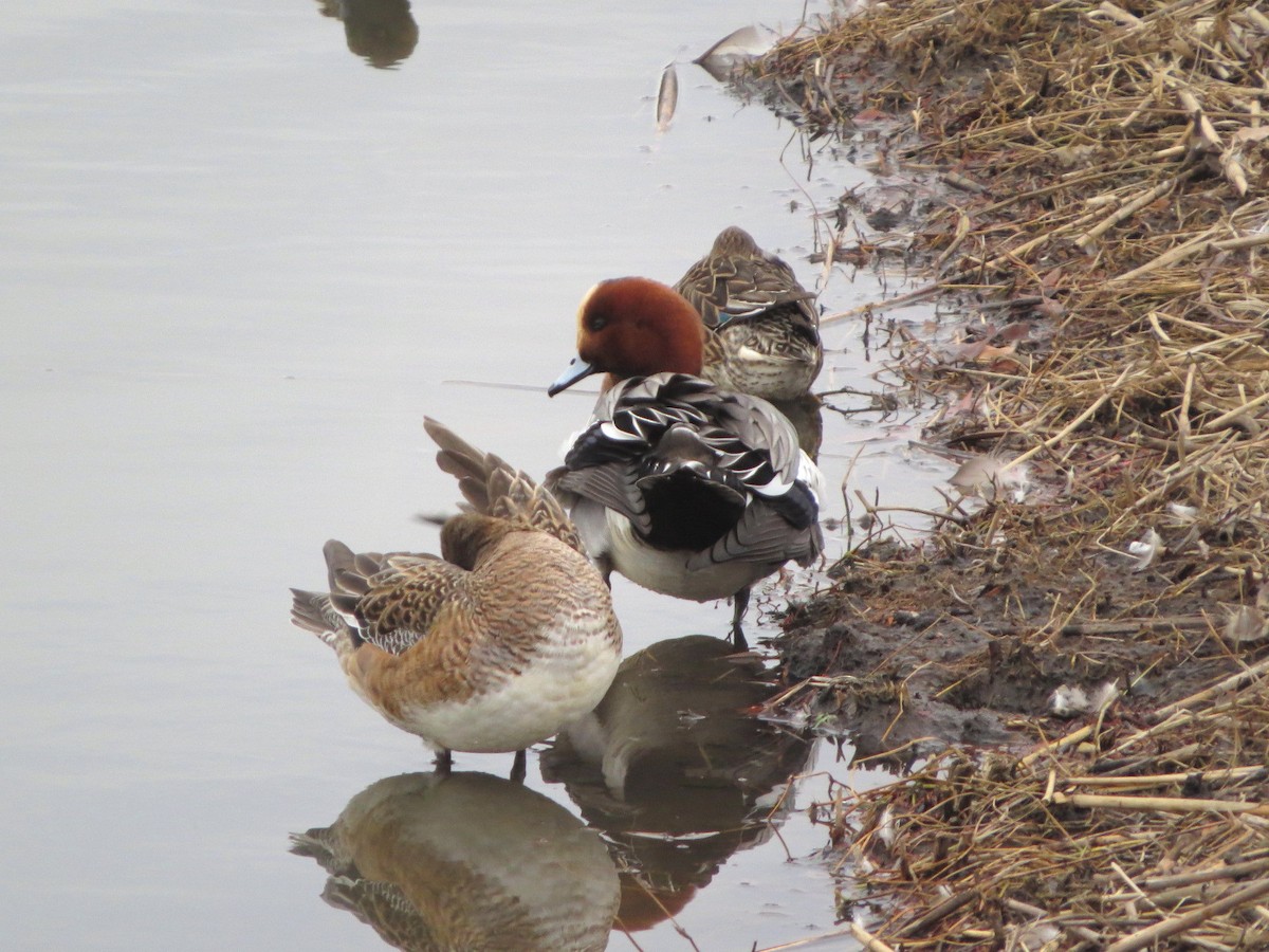 Eurasian Wigeon - ML628074172