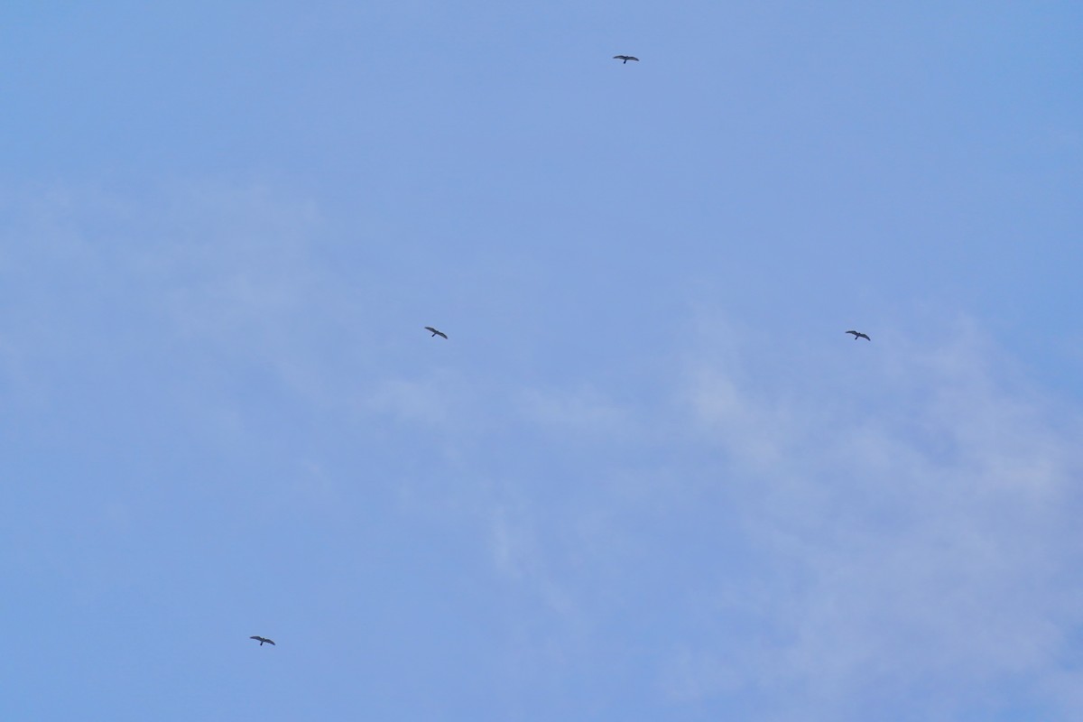 Gray-faced Buzzard - ML628074241