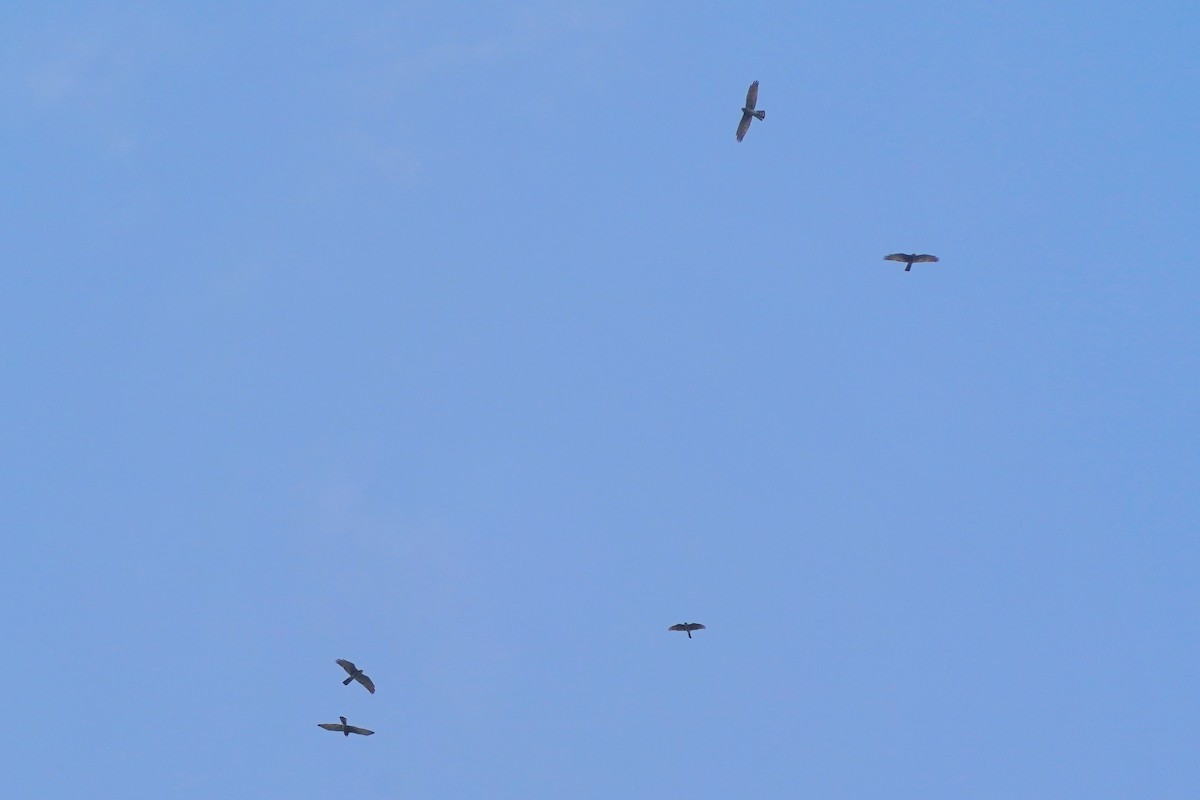 Gray-faced Buzzard - ML628074243