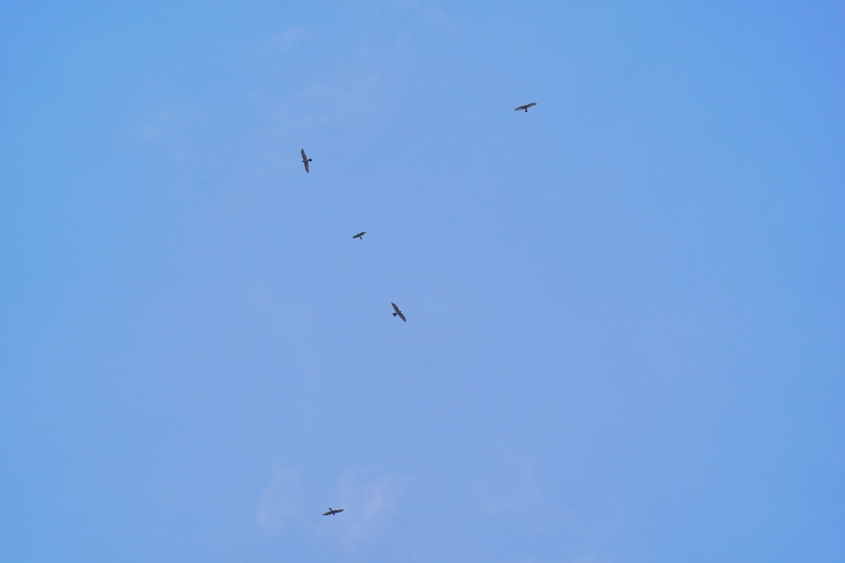 Gray-faced Buzzard - ML628074244