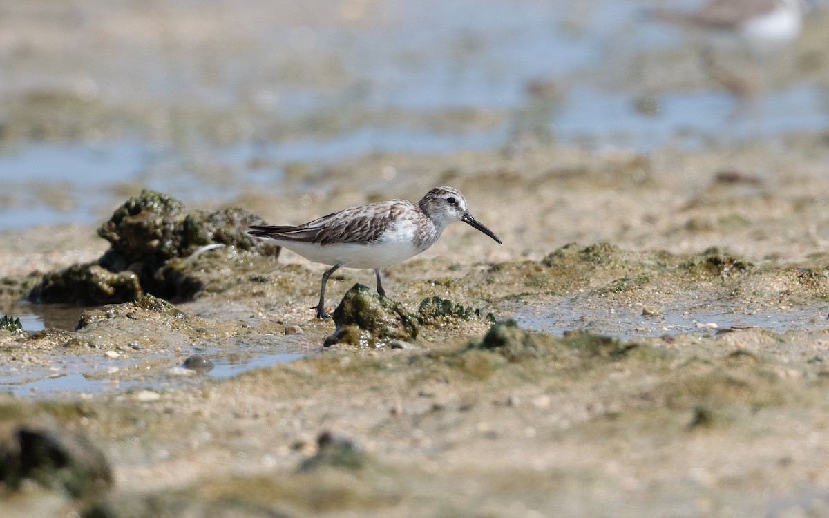 Broad-billed Sandpiper - ML628074359