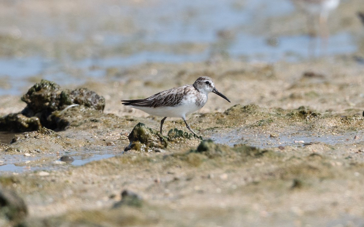 Broad-billed Sandpiper - ML628074360