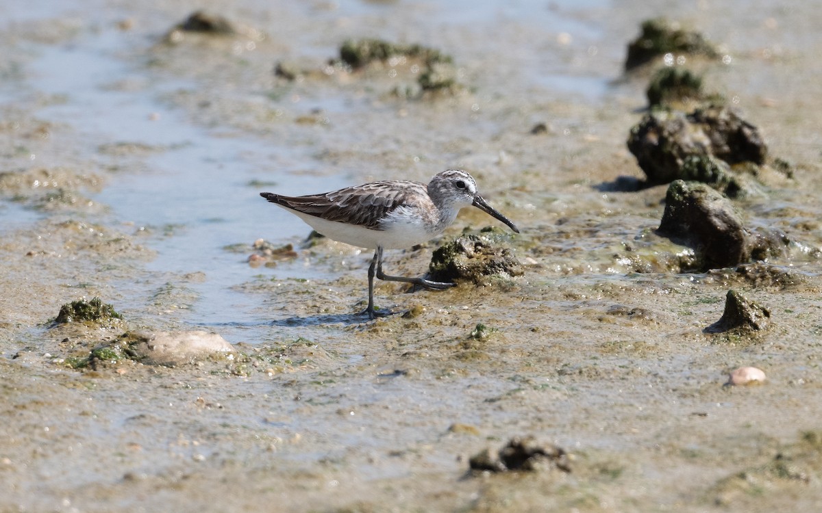 Broad-billed Sandpiper - ML628074361