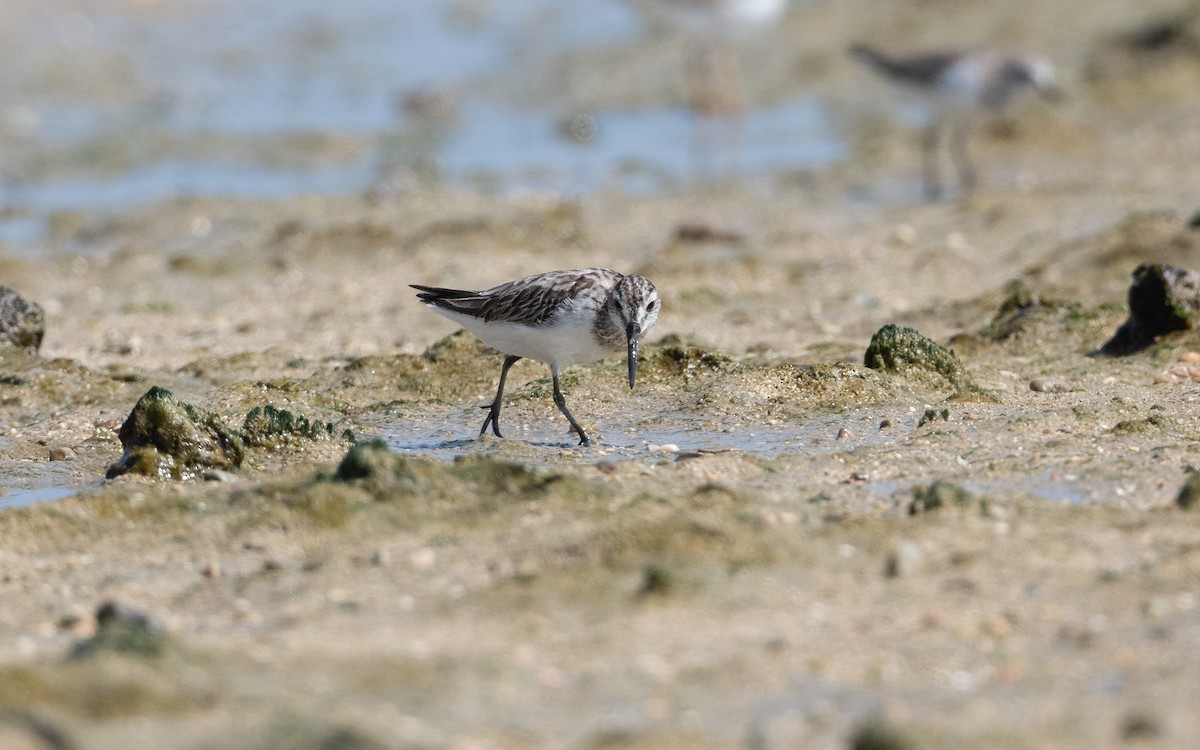 Broad-billed Sandpiper - ML628074362