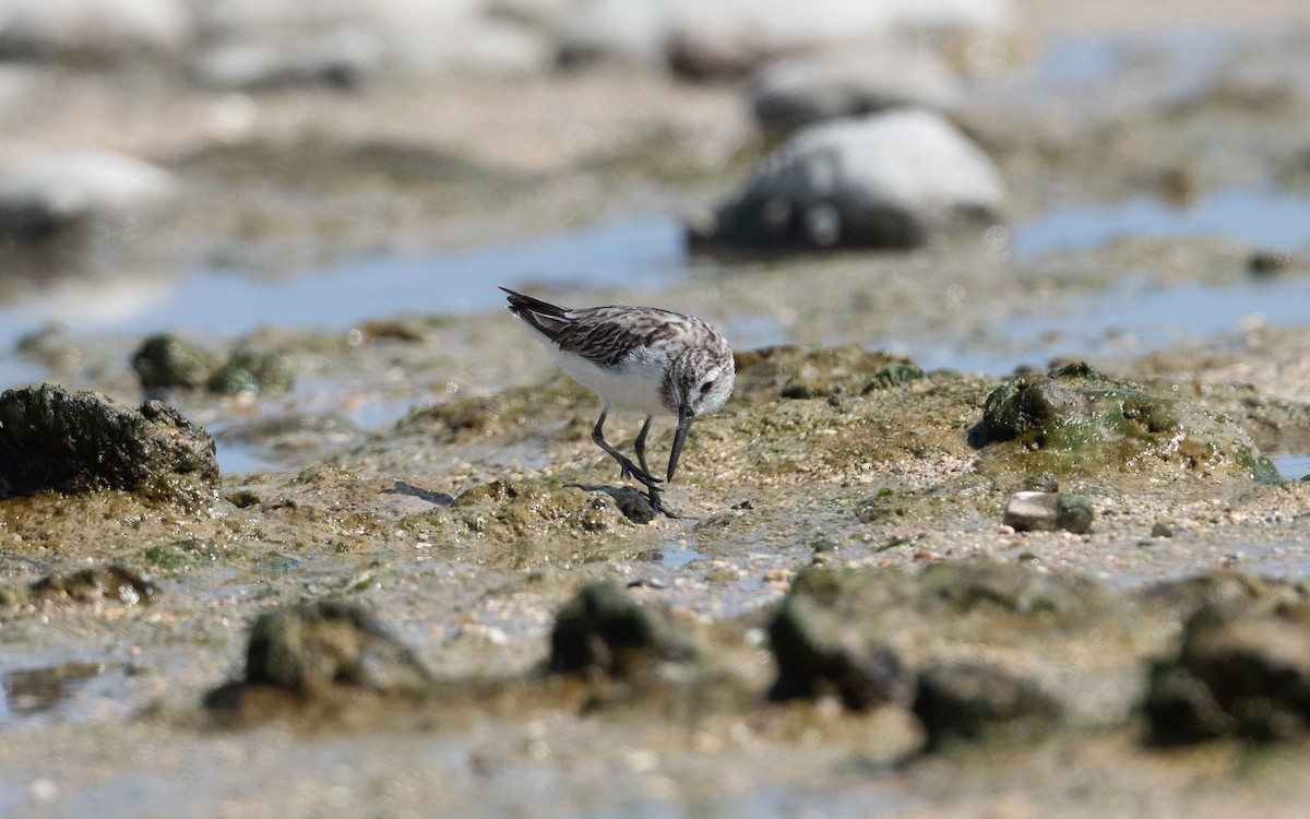 Broad-billed Sandpiper - ML628074367