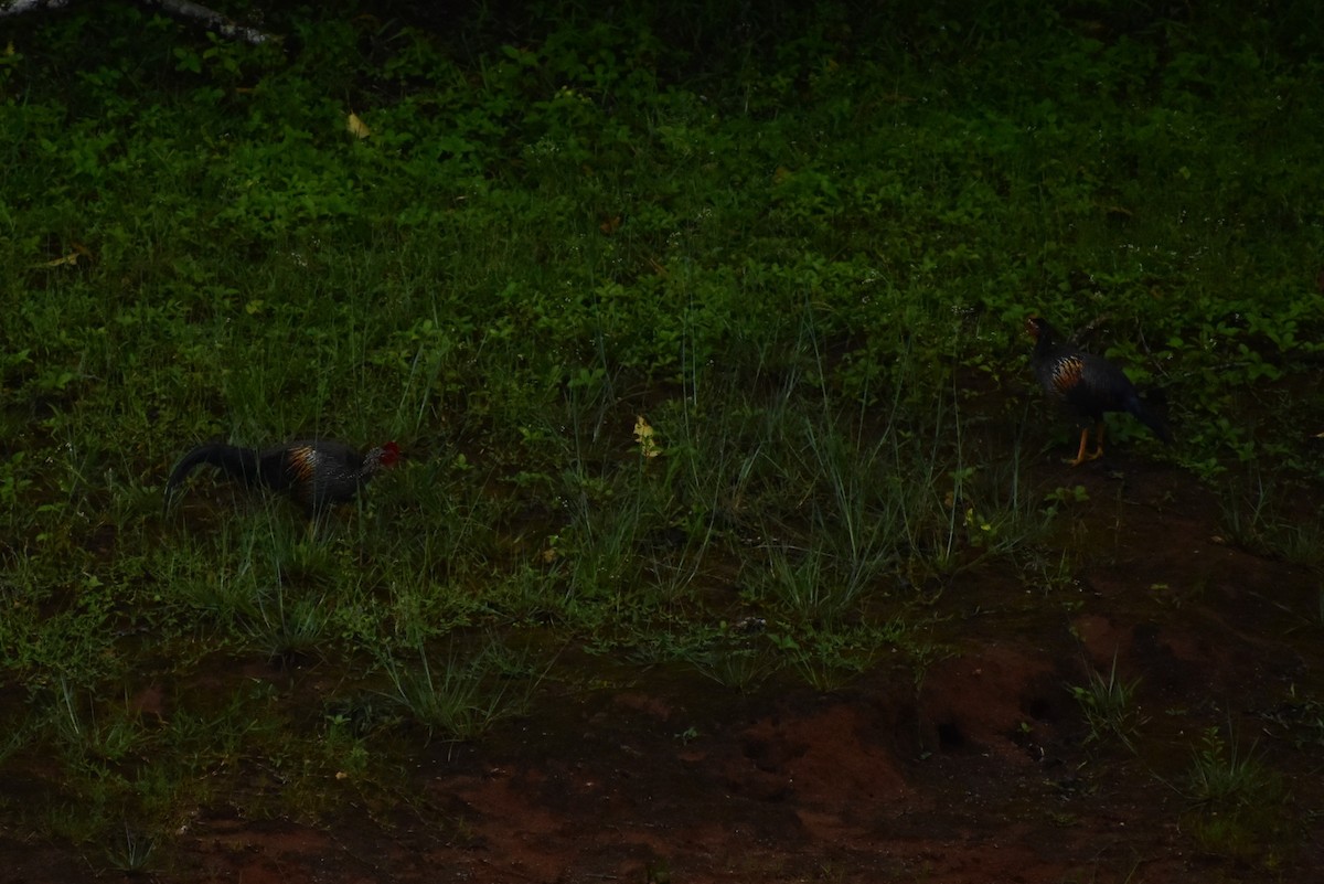 Gray Junglefowl - ML628074380