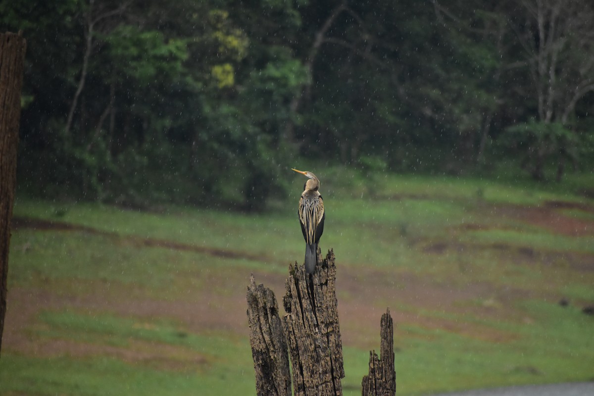 Oriental Darter - ML628074406