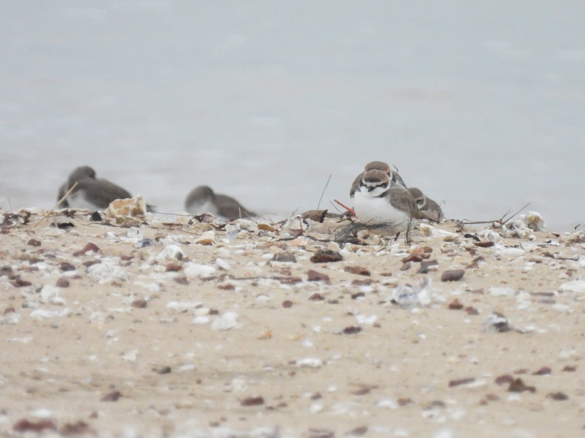 Kentish Plover - ML628074424