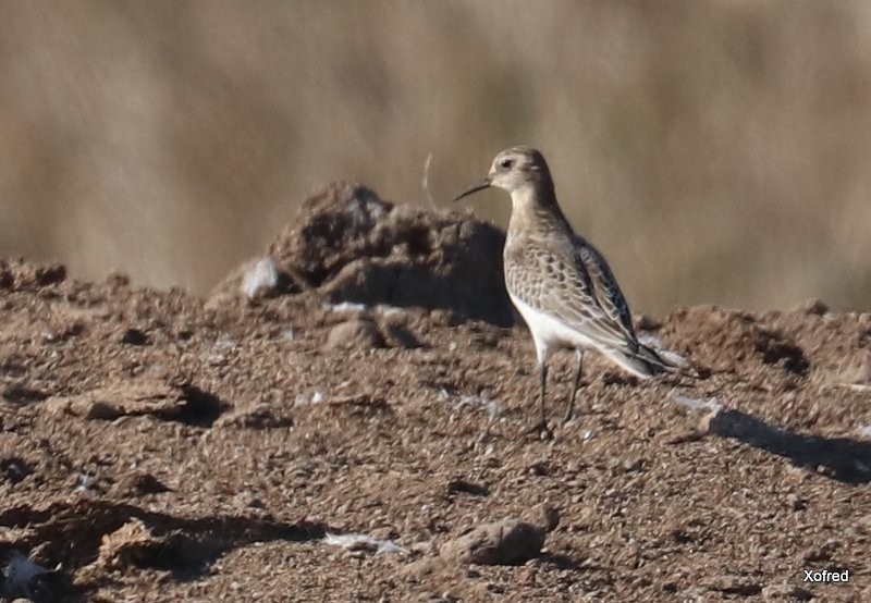 Bairdstrandläufer - ML628074480