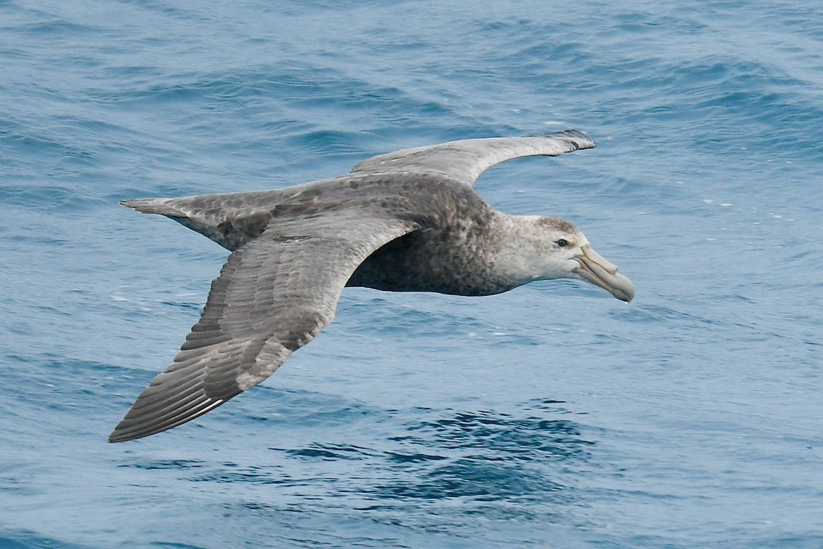 Southern Giant-Petrel - ML628074487