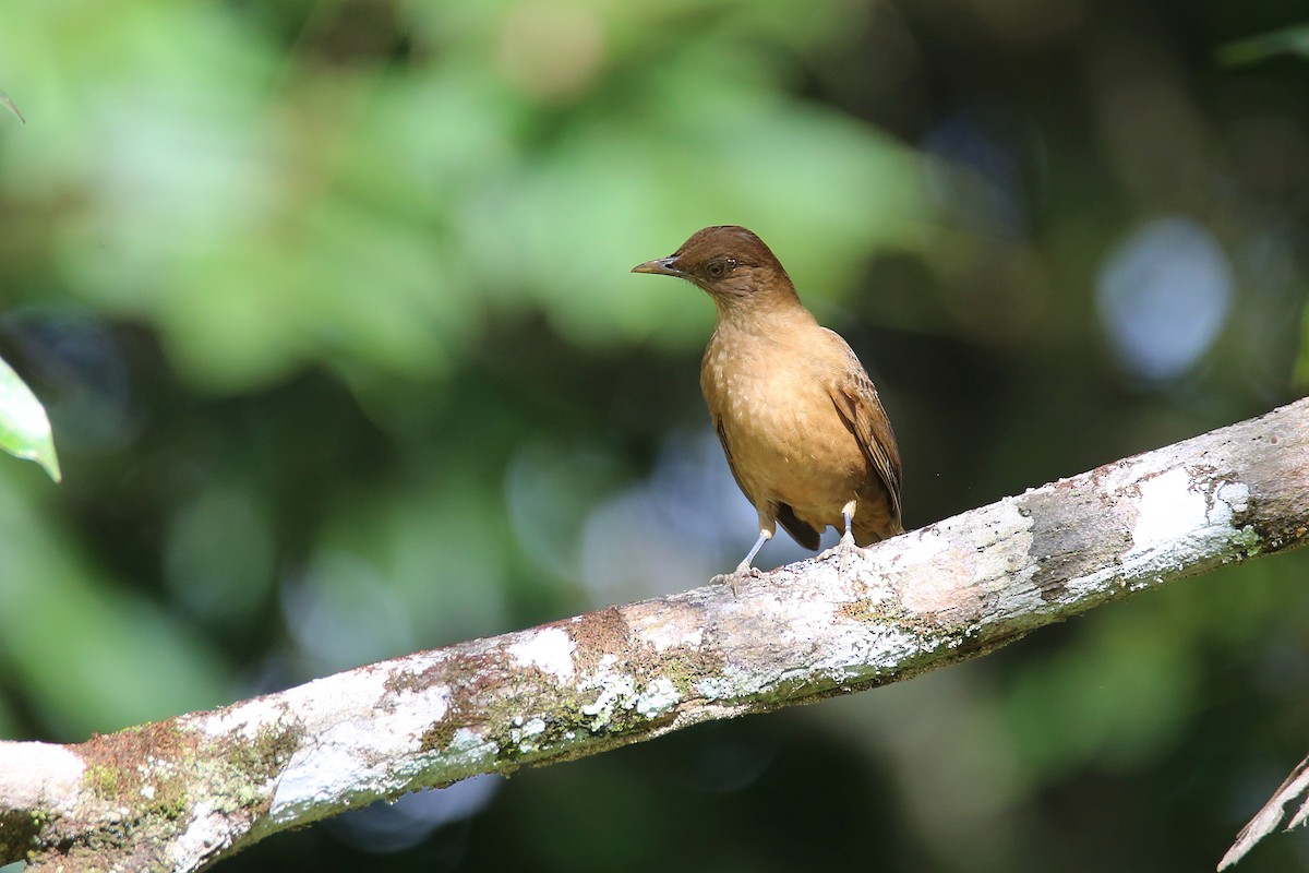 Clay-colored Thrush - ML628074513