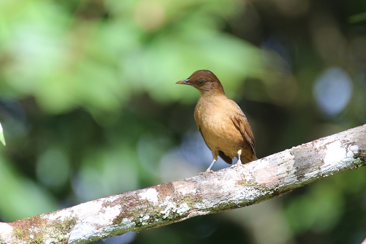 Clay-colored Thrush - ML628074514