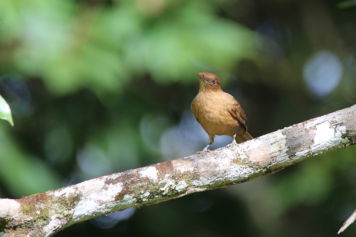 Clay-colored Thrush - ML628074515