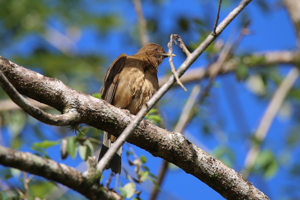 Clay-colored Thrush - ML628074516