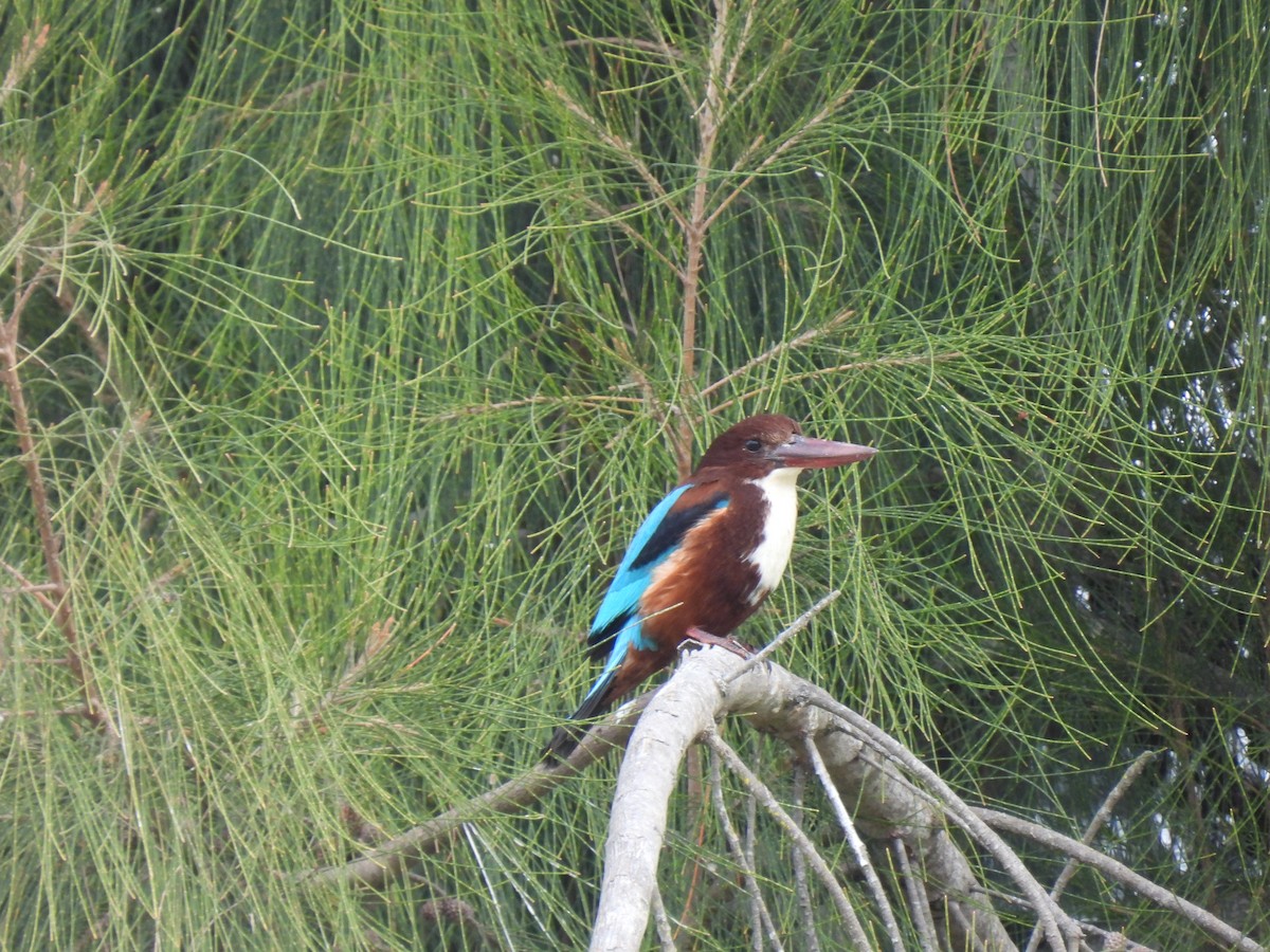 White-throated Kingfisher - ML628074731