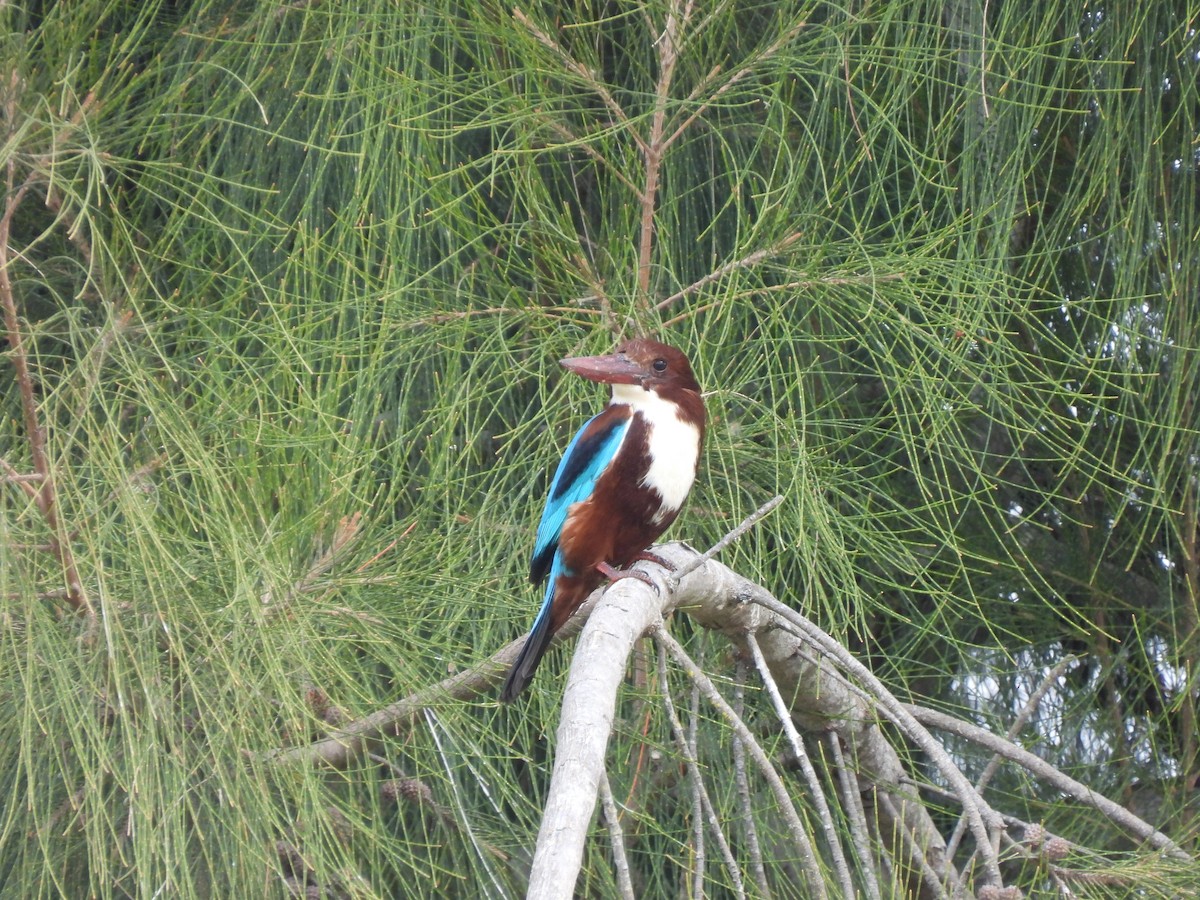 White-throated Kingfisher - ML628074732