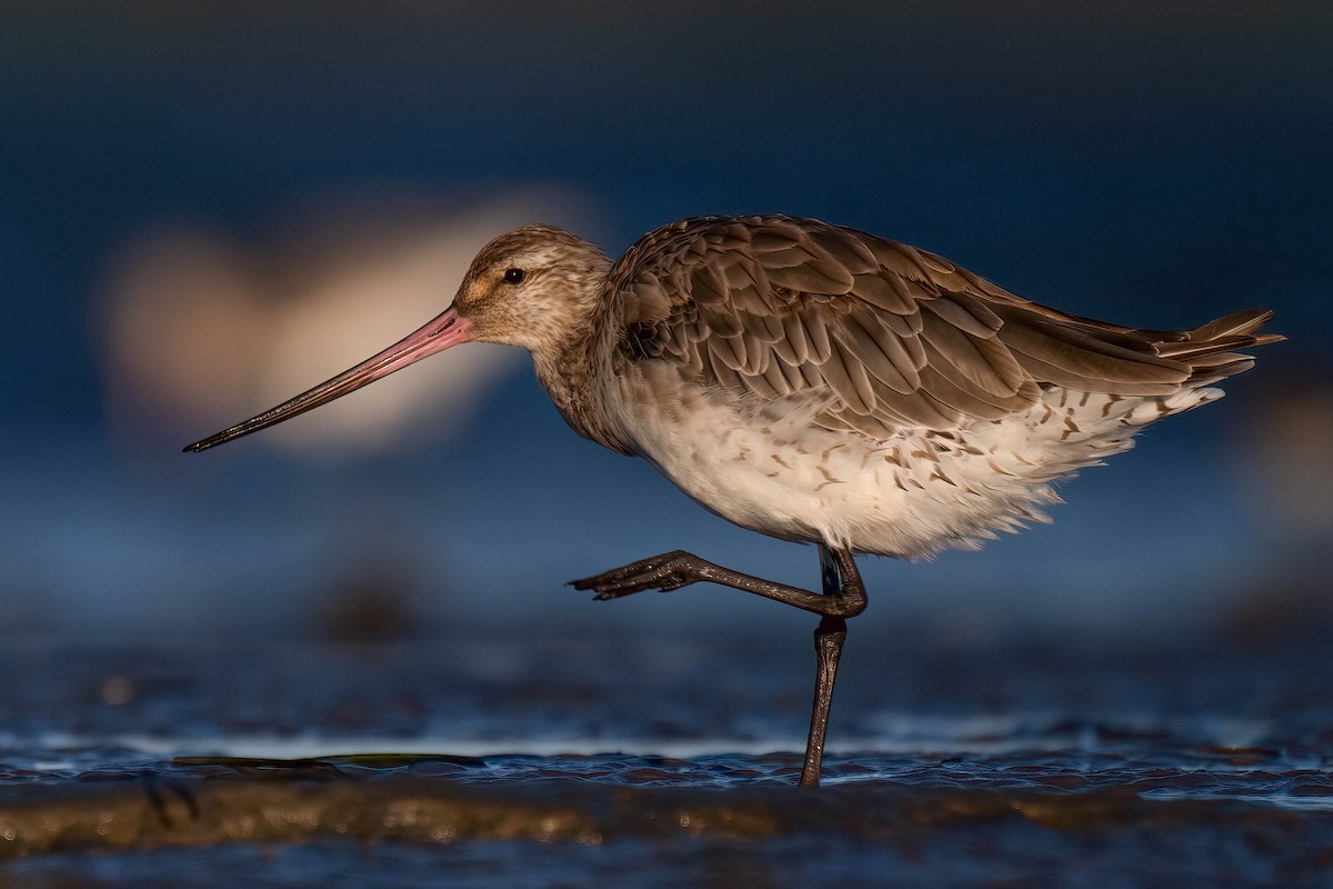 Bar-tailed Godwit - ML628074902
