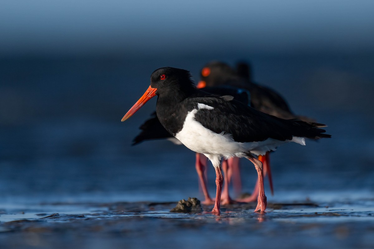 Pied Oystercatcher - ML628074915